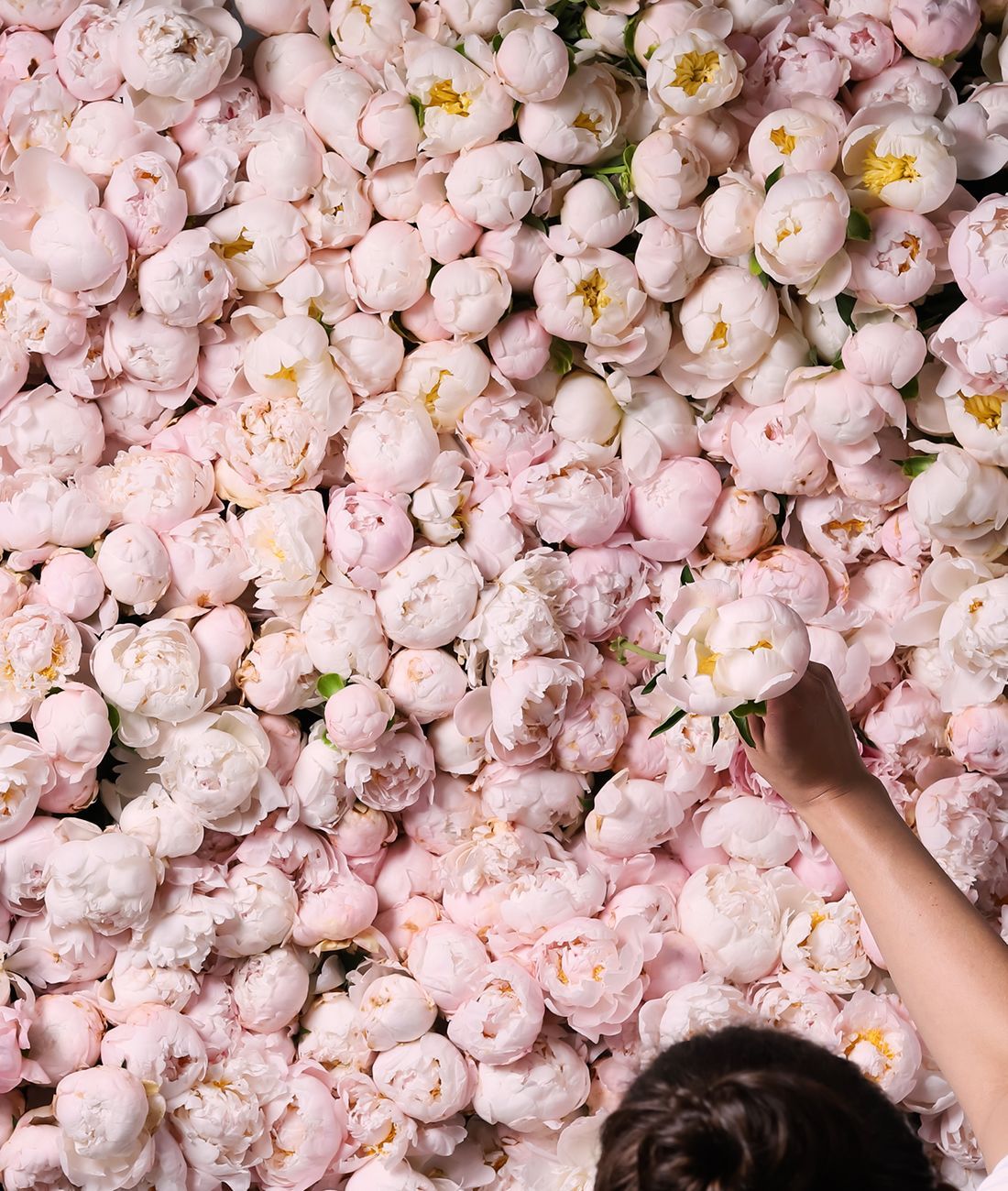 Peony for President (no, really… please!)