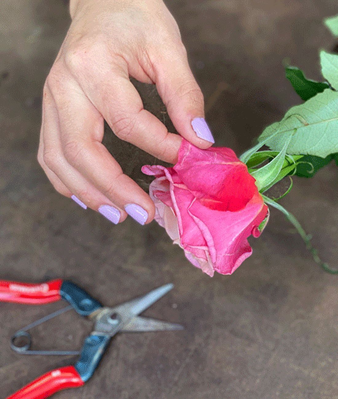 The Tale of the Rose Guard Petals (And Why They’re So Important) thumbnail